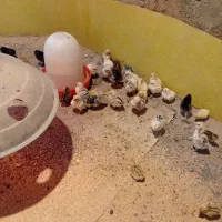 جوجه مرغ مینیاتوری|حیوانات مزرعه|پاکدشت, پاکدشت (مامازند)|دیوار