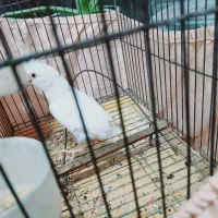 عروس هلندی آلبینو