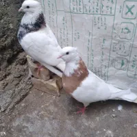 کبوتر طوقی|پرنده|شوش, |دیوار