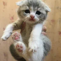 گربه پینترستی (واگذاری)