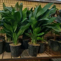 برگ عبایی، دیفن باخیا، بن سای لیندا