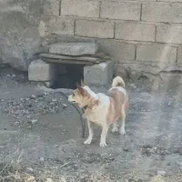 توله پاکوتاه