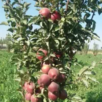 پیشفروش نهال سیب. رد استارکینگ باشرایط چک|خدمات باغبانی و درختکاری|کیلان, |دیوار