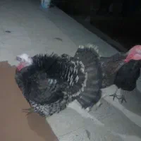 2 تا بوقلمون نر و 1 ماده جوانه|حیوانات مزرعه|قوچان, |دیوار