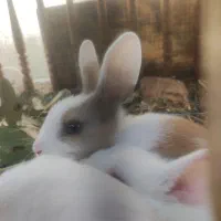 بچه خرگوش خوشکل