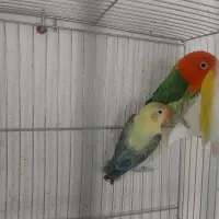 طوطی برزیلی