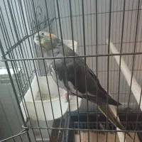 عروس هلندی ماده مست|پرنده|تهران, زاهد گیلانی|دیوار