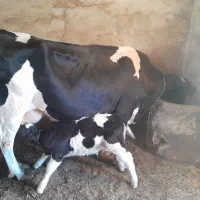 گاو گوساله|حیوانات مزرعه|گل تپه, |دیوار