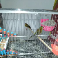 قناری جفت|پرنده|کرمان, |دیوار