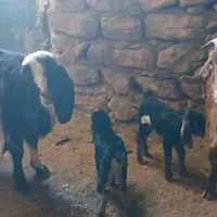 فروش دو عدد بز