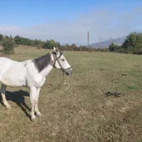 ۲راس اسب|اسب و تجهیزات اسب‌سواری|کجور, |دیوار