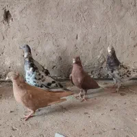 رنگی دورک|پرنده|شوشتر, |دیوار