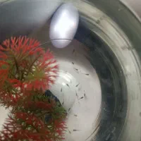 ماهی گوپی ( توضیحات خوانده شود)