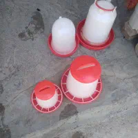 دانخوری وآبخوری مرغ وخروس پرنده