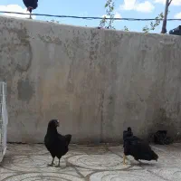 مرغ گلین مشکی