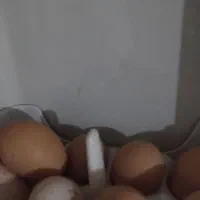 تخم بوقلمون|حیوانات مزرعه|شیروان (خراسان), |دیوار