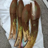 طارونه نخل بو