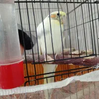 جوجه عروس هلندی