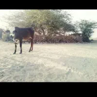 فروش گاو ماده|حیوانات مزرعه|کنارک, |دیوار