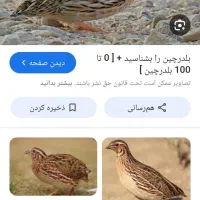 ف وش بلدرچین