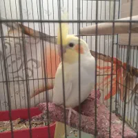 عروس هلندی ۲ماه