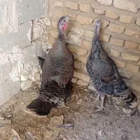 بوقلمون ماده|حیوانات مزرعه|تنکمان, |دیوار