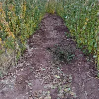 فروش انواع نهال درختان میوه