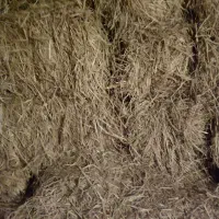 سرچینا50عدد