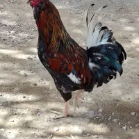 خروس محلی اصل