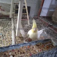 ۶عدد عروس هلندی|پرنده|بشاریات, |دیوار