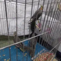 جوجه عروس هلندی نر