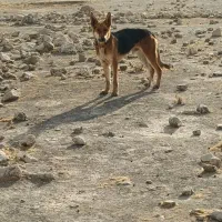 سگ جرمن|سگ|شیراز, شهرک ولیعصر|دیوار