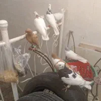 شش تا رنگه|پرنده|تربتحیدریه, قاسم آباد|دیوار