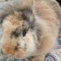 خرگوش لوپ سالم