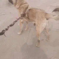 واگذاری سگ سرابی نر نوه بز سرخاب.. پژدرهم دارم|سگ|مشهد, میان ولایت|دیوار