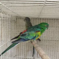 مرغ مینا کلام گو