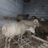 گوسفند