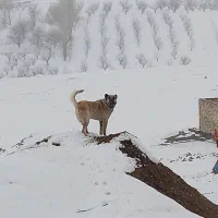 سگ سرابی|سگ|انگوران, |دیوار