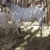 فروش بز صلاله گل توپی اصل
