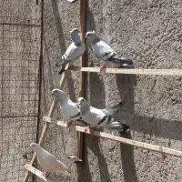 کبوتر|پرنده|دورود, |دیوار