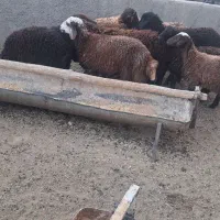 بره نر و سبک