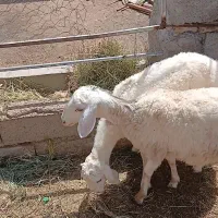 بره چینی قندوزی