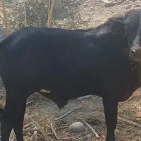 فروش بز،غوچ،نرگاو|حیوانات مزرعه|توکهور, |دیوار