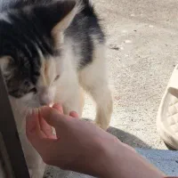 بچه گربه دیش ۳ماهه|گربه|بندر انزلی, معلم|دیوار