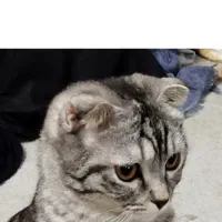 گربه گمشده شهرک گلستان عارف بجنوردی