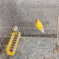 طوطی برزیلی مولد درجه یک کارداده|پرنده|یاسوج, |دیوار