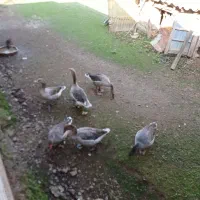 غاز دو رگ|حیوانات مزرعه|صومعهسرا, |دیوار