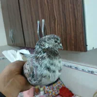 کبوتر پرشی|پرنده|ابهر, |دیوار