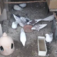 فروش کفتر سفید و خال پیس و محر