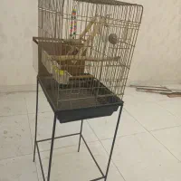 قفس